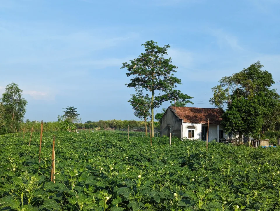 Vườn rau của Đặng Ngọc Nhật